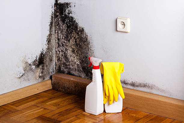 Best Mold Odor Removal Services  in Sand Lake, MI